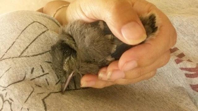 但行好事，莫問前程！3年前她救了一隻鳥  重病後竟換她「被這隻鳥救活了」