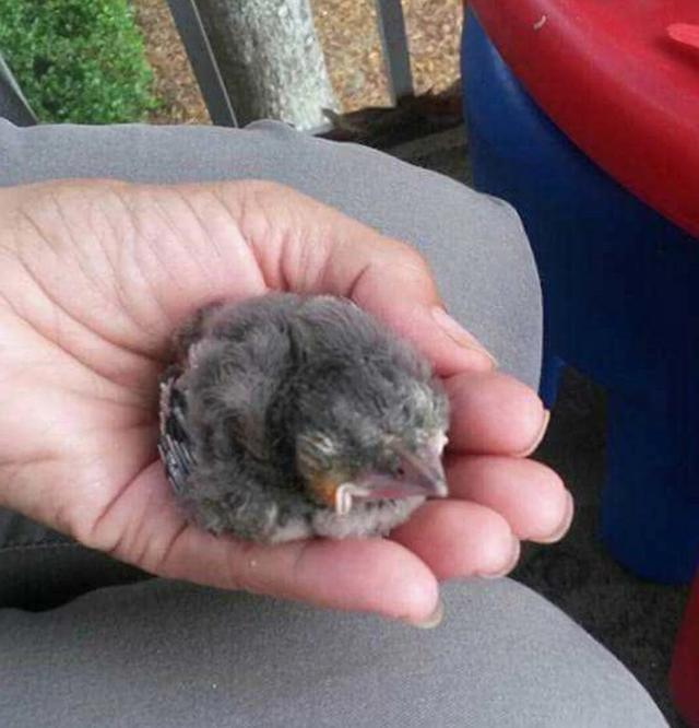 但行好事，莫問前程！3年前她救了一隻鳥  重病後竟換她「被這隻鳥救活了」