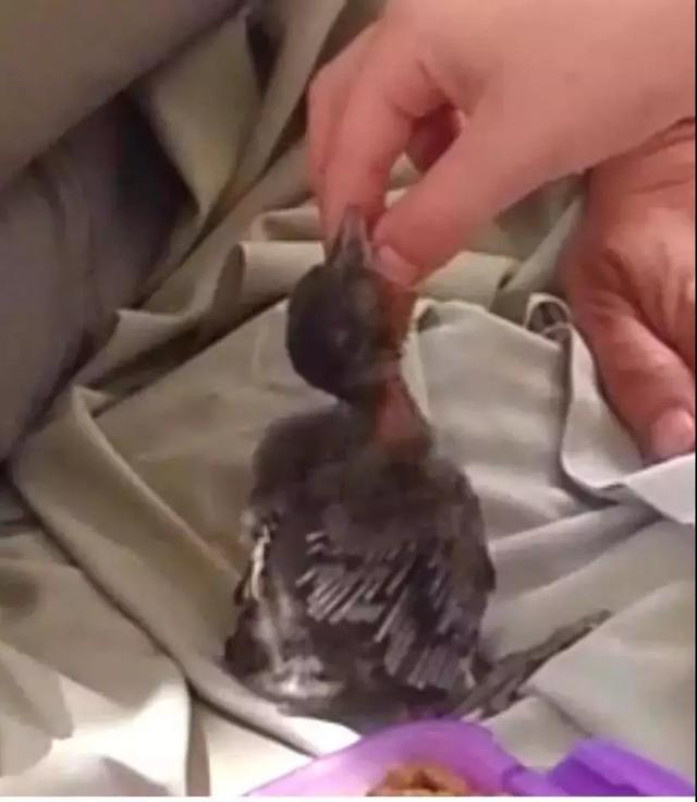 但行好事，莫問前程！3年前她救了一隻鳥  重病後竟換她「被這隻鳥救活了」