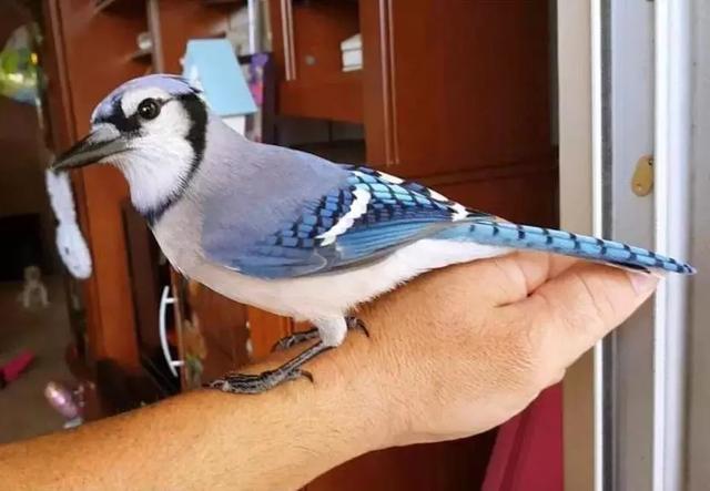 但行好事，莫問前程！3年前她救了一隻鳥  重病後竟換她「被這隻鳥救活了」