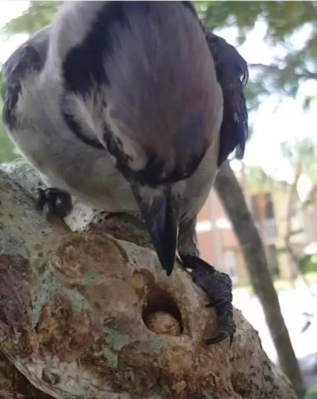 但行好事，莫問前程！3年前她救了一隻鳥  重病後竟換她「被這隻鳥救活了」