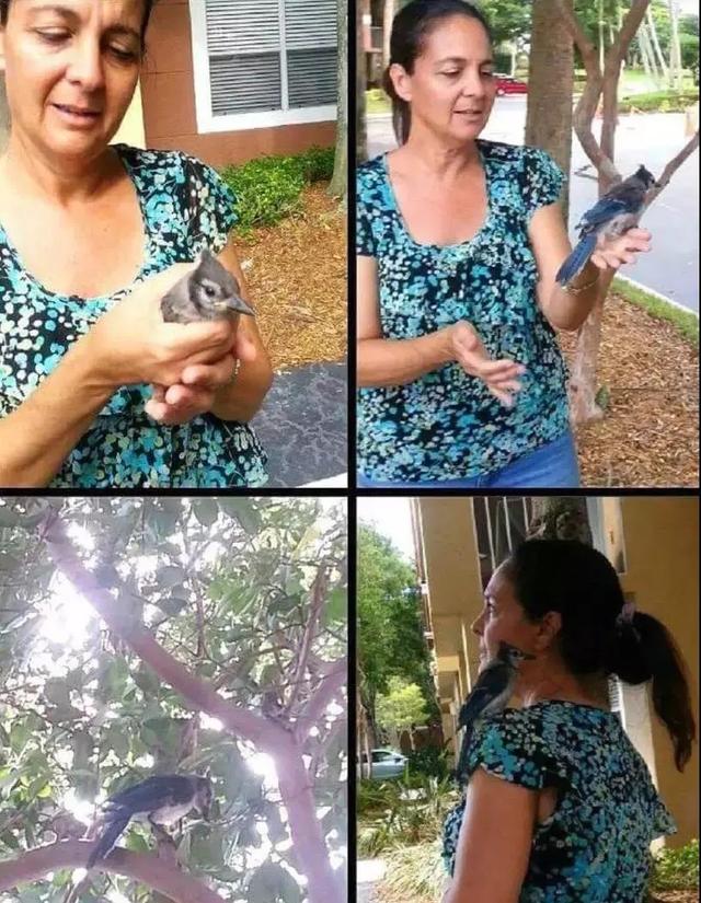 但行好事，莫問前程！3年前她救了一隻鳥  重病後竟換她「被這隻鳥救活了」