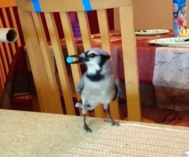 但行好事，莫問前程！3年前她救了一隻鳥  重病後竟換她「被這隻鳥救活了」