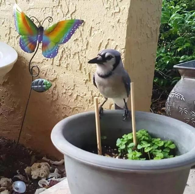 但行好事，莫問前程！3年前她救了一隻鳥  重病後竟換她「被這隻鳥救活了」