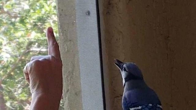 但行好事，莫問前程！3年前她救了一隻鳥  重病後竟換她「被這隻鳥救活了」