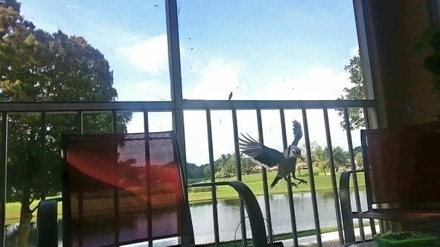 但行好事，莫問前程！3年前她救了一隻鳥  重病後竟換她「被這隻鳥救活了」