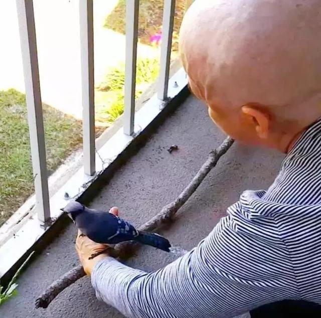但行好事，莫問前程！3年前她救了一隻鳥  重病後竟換她「被這隻鳥救活了」