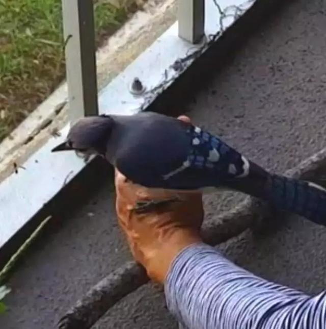 但行好事，莫問前程！3年前她救了一隻鳥  重病後竟換她「被這隻鳥救活了」