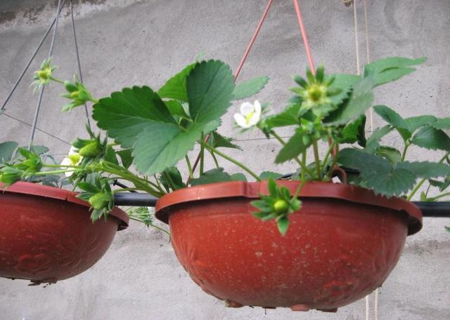 草莓那麼貴別買了！在家種一盆「3招讓草莓又大又甜」