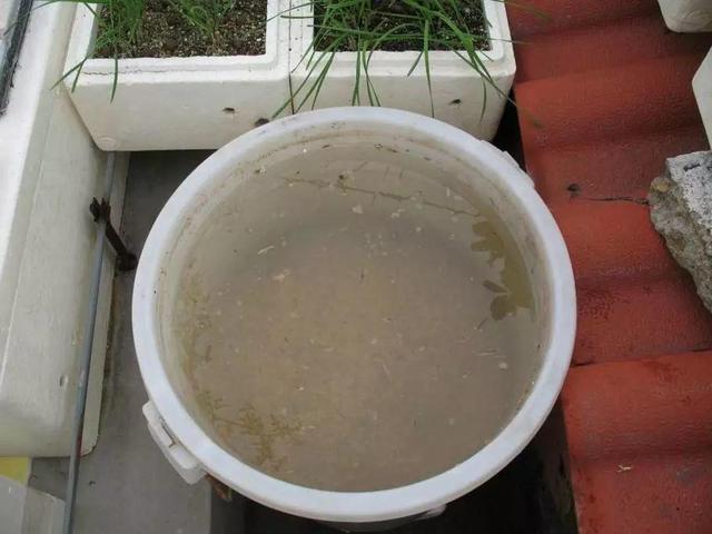 草莓那麼貴別買了！在家種一盆「3招讓草莓又大又甜」
