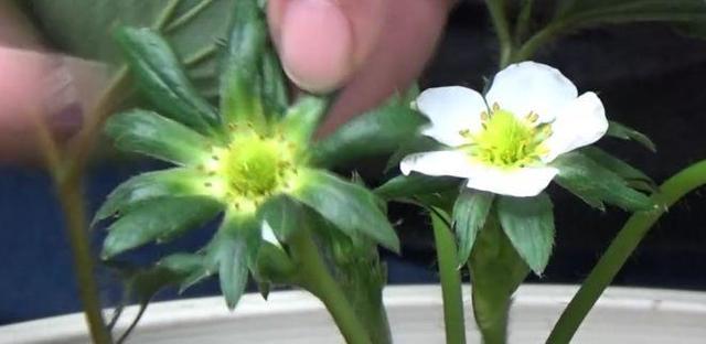草莓那麼貴別買了！在家種一盆「3招讓草莓又大又甜」