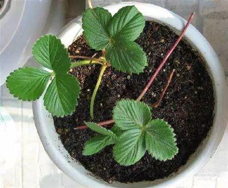草莓那麼貴別買了！在家種一盆「3招讓草莓又大又甜」