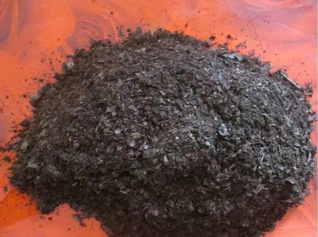 草莓那麼貴別買了！在家種一盆「3招讓草莓又大又甜」