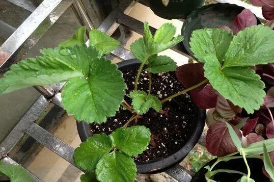 草莓那麼貴別買了！在家種一盆「3招讓草莓又大又甜」
