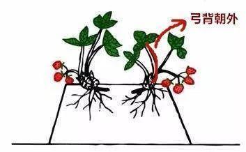 草莓那麼貴別買了！在家種一盆「3招讓草莓又大又甜」