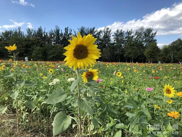 如果事與願違，請相信「一切都是最好的安排」 或許生命正在教會我們什麼！