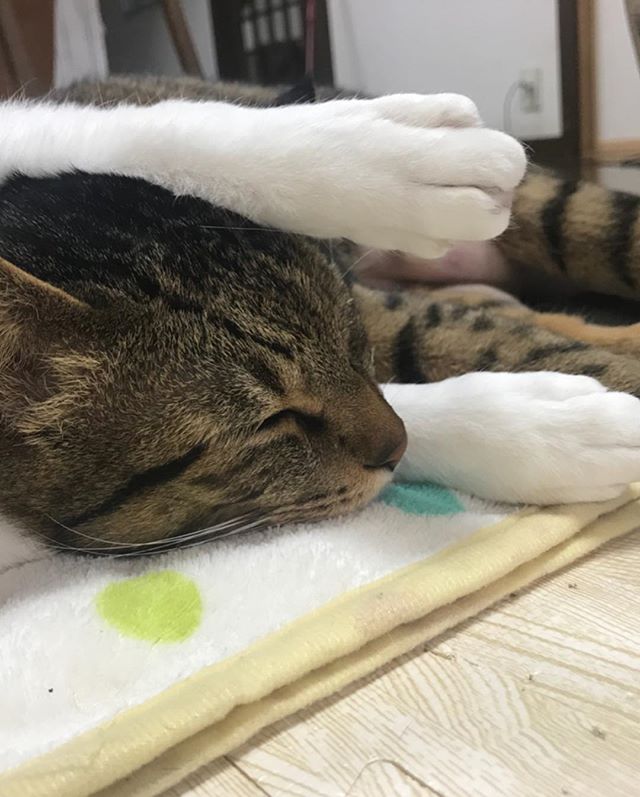 虎斑「從小抱到大」超疼弟弟　長大被吃夠夠「聞臭腳丫」：葛格脾氣真好～