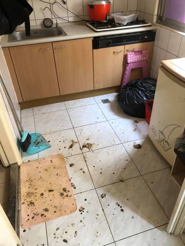 沒說有蟲!清潔人員「被上萬隻跳蚤咬」嚇到逃走 驚曝「一進到廚房超可怕」:1小時2千也不接