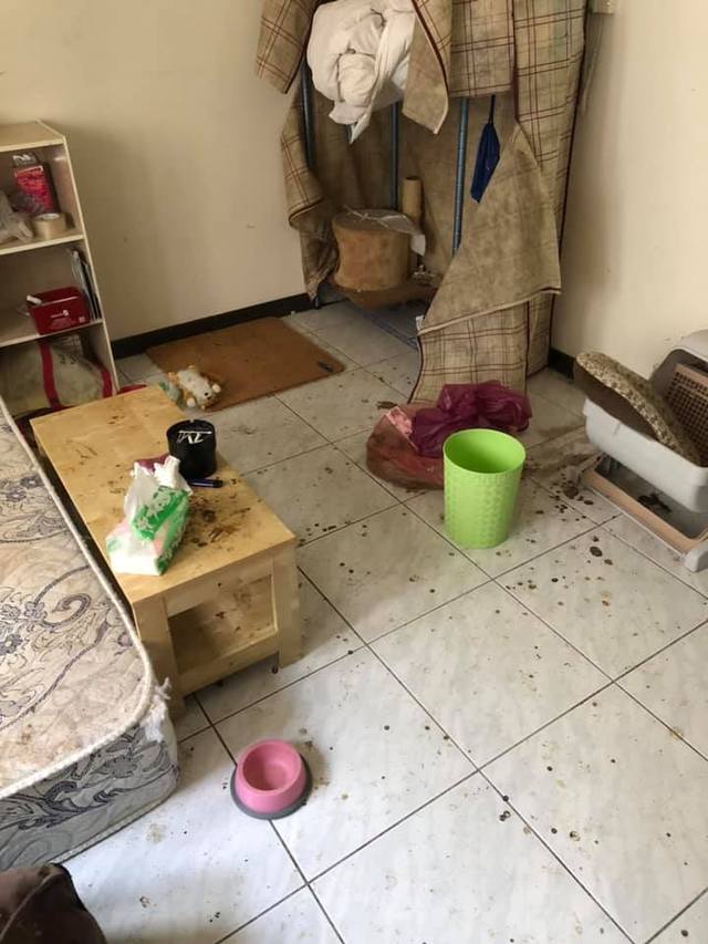 沒說有蟲!清潔人員「被上萬隻跳蚤咬」嚇到逃走 驚曝「一進到廚房超可怕」:1小時2千也不接