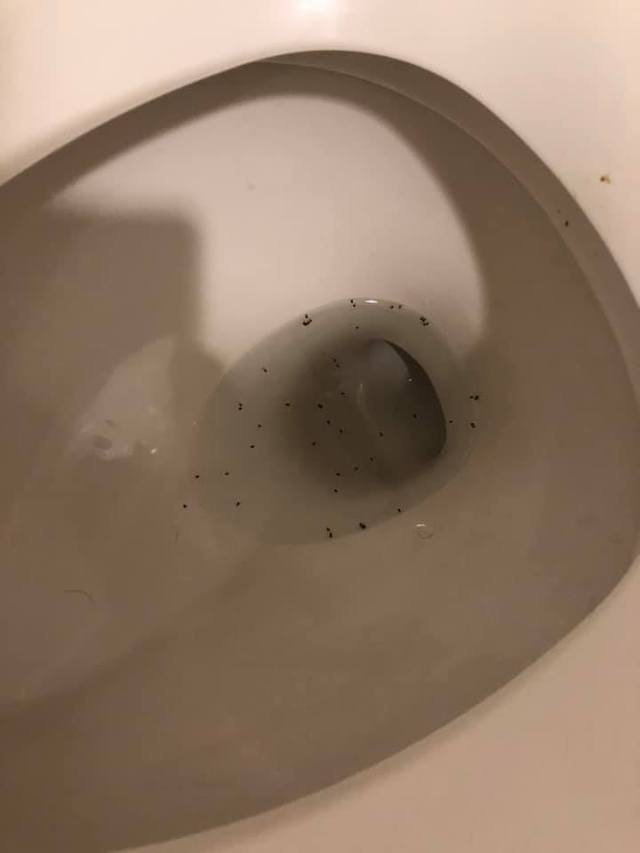 沒說有蟲!清潔人員「被上萬隻跳蚤咬」嚇到逃走 驚曝「一進到廚房超可怕」:1小時2千也不接