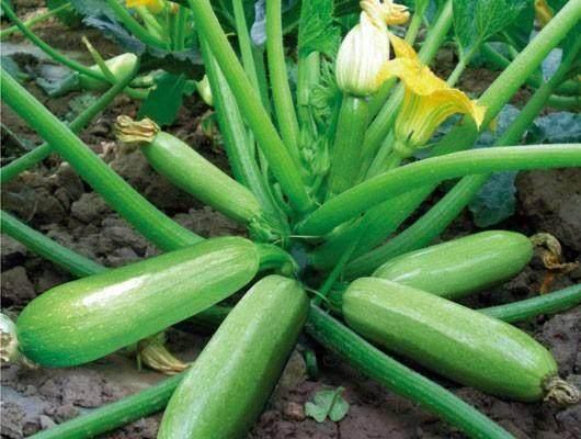 盆栽一種蔬菜「生長快結果多」種一盆吃不完！自己種綠色有機