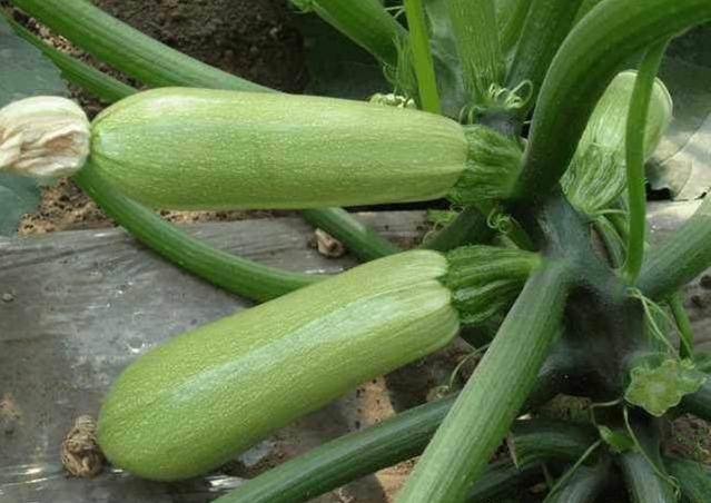 盆栽一種蔬菜「生長快結果多」種一盆吃不完！自己種綠色有機