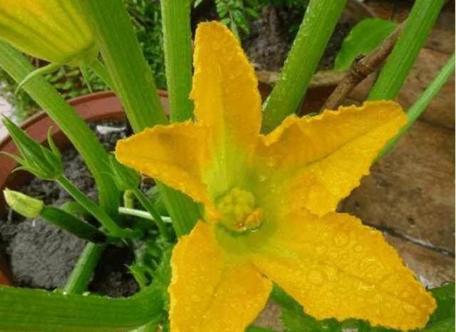 盆栽一種蔬菜「生長快結果多」種一盆吃不完！自己種綠色有機