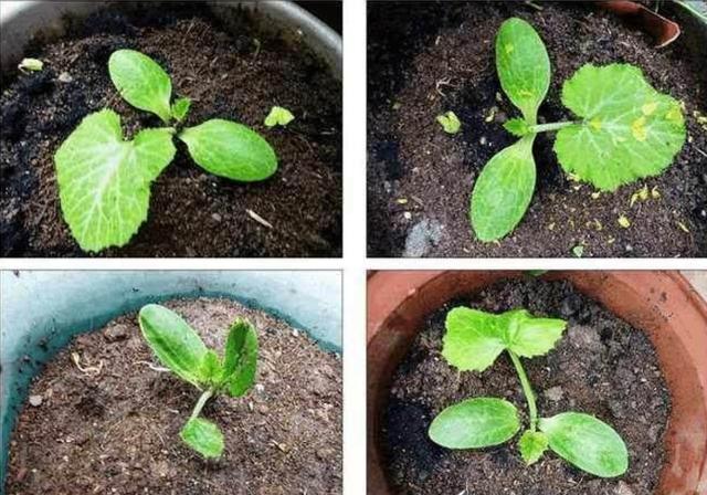 盆栽一種蔬菜「生長快結果多」種一盆吃不完！自己種綠色有機