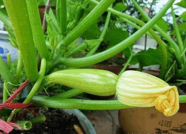 盆栽一種蔬菜「生長快結果多」種一盆吃不完！自己種綠色有機