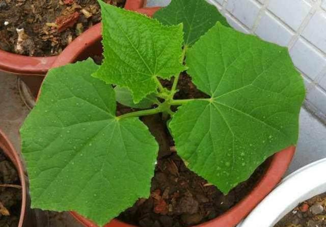 盆栽一種蔬菜「生長快結果多」種一盆吃不完！自己種綠色有機