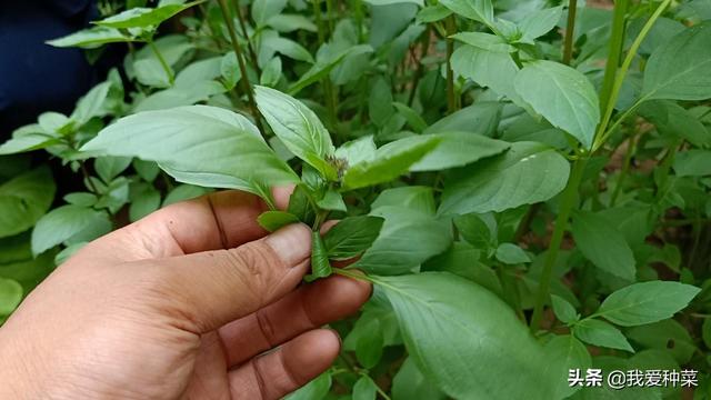 春天到了陽台可別浪費「種上6種蔬菜」隨便一樣就吃不完，省下買菜錢了