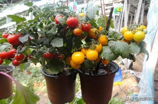 春天到了陽台可別浪費「種上6種蔬菜」隨便一樣就吃不完，省下買菜錢了