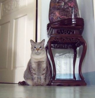 曾和愛貓約定「來當我孩子」！寶寶「出生後剃頭」她哭了：媽媽認得你...