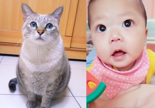 曾和愛貓約定「來當我孩子」！寶寶「出生後剃頭」她哭了：媽媽認得你...