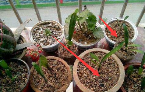 養花不要在傻傻的只知道澆水了「花都澆爛根了」老花農教你一個訣竅，養花都能輕鬆爆盆