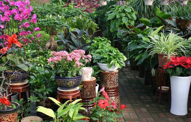 養花不要在傻傻的只知道澆水了「花都澆爛根了」老花農教你一個訣竅，養花都能輕鬆爆盆