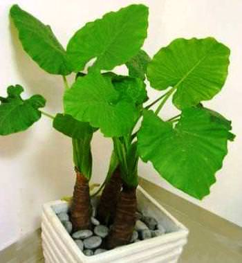 養花不要在傻傻的只知道澆水了「花都澆爛根了」老花農教你一個訣竅，養花都能輕鬆爆盆