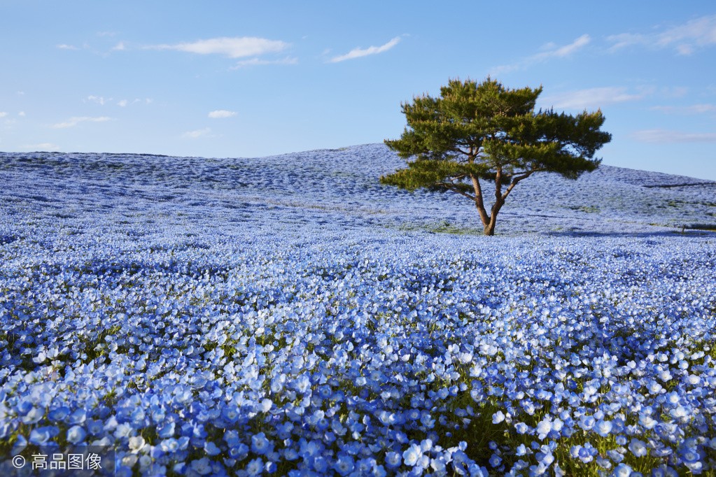 人人都去日本賞櫻，卻不知4月這裡是「一片藍色的世界」，更美！