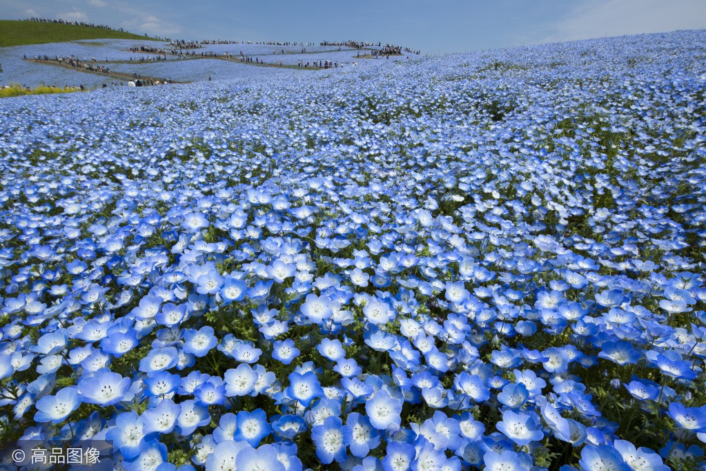 人人都去日本賞櫻，卻不知4月這裡是「一片藍色的世界」，更美！