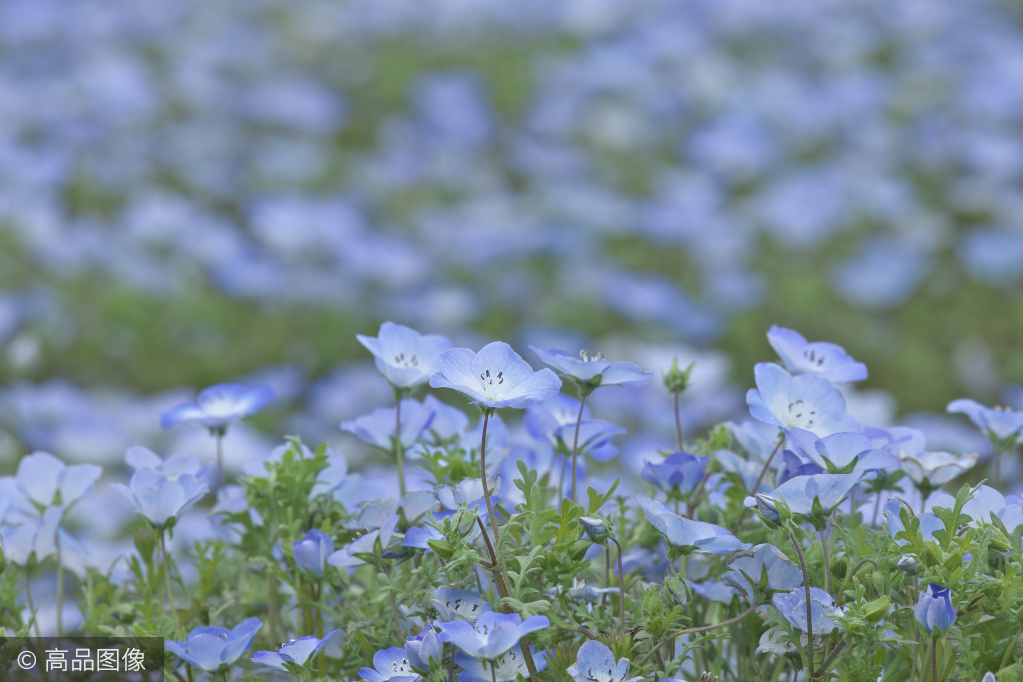 人人都去日本賞櫻，卻不知4月這裡是「一片藍色的世界」，更美！