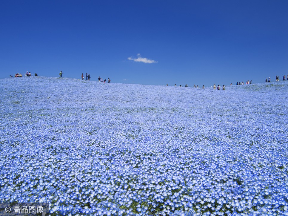 人人都去日本賞櫻，卻不知4月這裡是「一片藍色的世界」，更美！