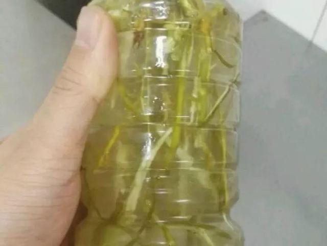 「生根劑」不用花錢買，3種家家都有，春天扦插「蘸1點」生根快