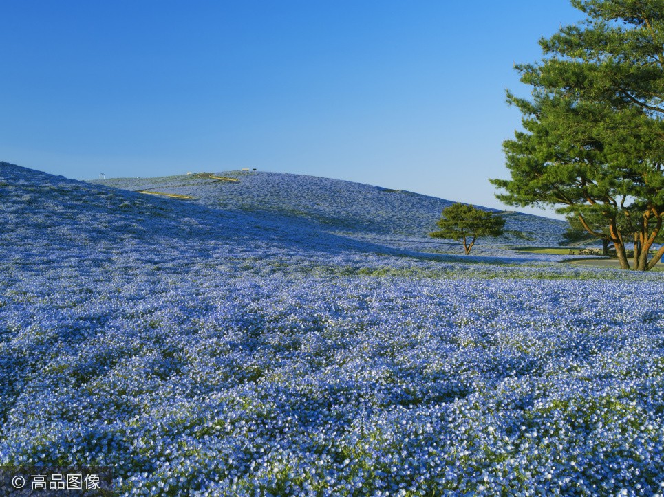 人人都去日本賞櫻，卻不知4月這裡是「一片藍色的世界」，更美！