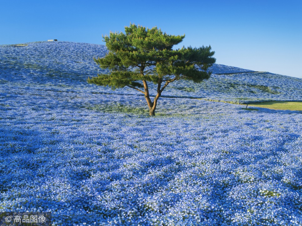 人人都去日本賞櫻，卻不知4月這裡是「一片藍色的世界」，更美！