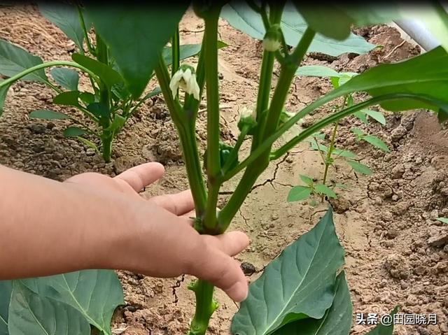 「種植辣椒」用了一個小技巧「一棵就結十幾斤」這方法真不錯！陽台也可以種哦