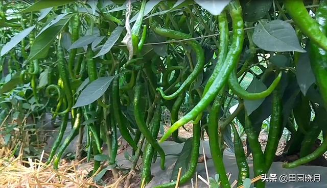 「種植辣椒」用了一個小技巧「一棵就結十幾斤」這方法真不錯！陽台也可以種哦