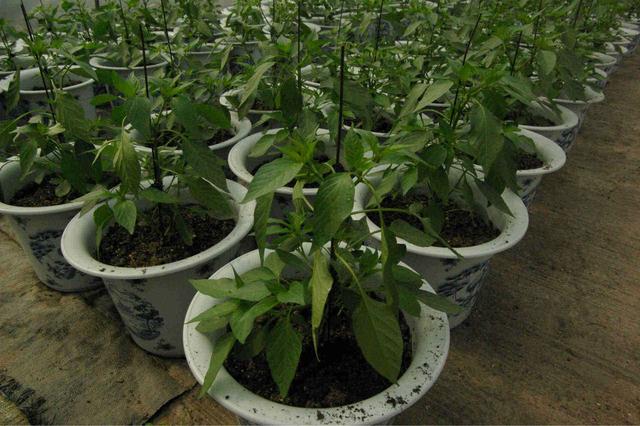 「種植辣椒」用了一個小技巧「一棵就結十幾斤」這方法真不錯！陽台也可以種哦