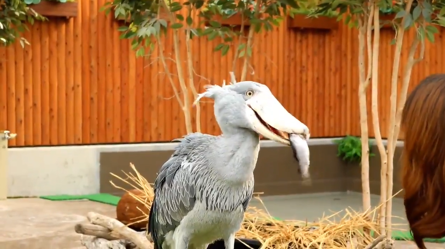 這個偶不要！任性大頭鳥「搖頭94不吃」　換條魚「秒露愛心臉」：早點拿出來嘛～