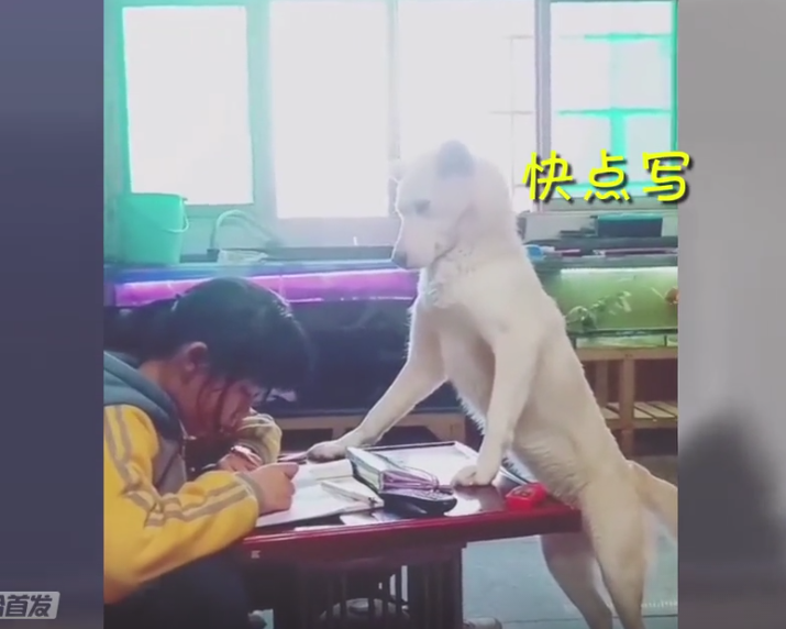 父親為防止女兒寫作業玩手機，訓練狗狗監督小主人，汪星人：為了這個家，我也是操碎了心！