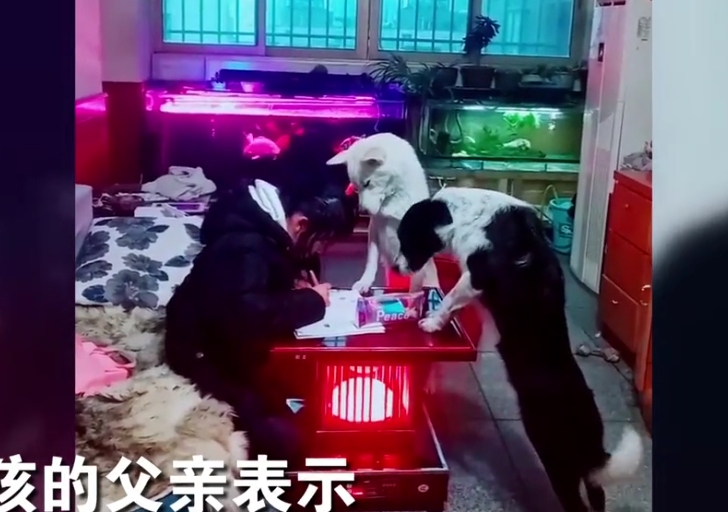 父親為防止女兒寫作業玩手機，訓練狗狗監督小主人，汪星人：為了這個家，我也是操碎了心！